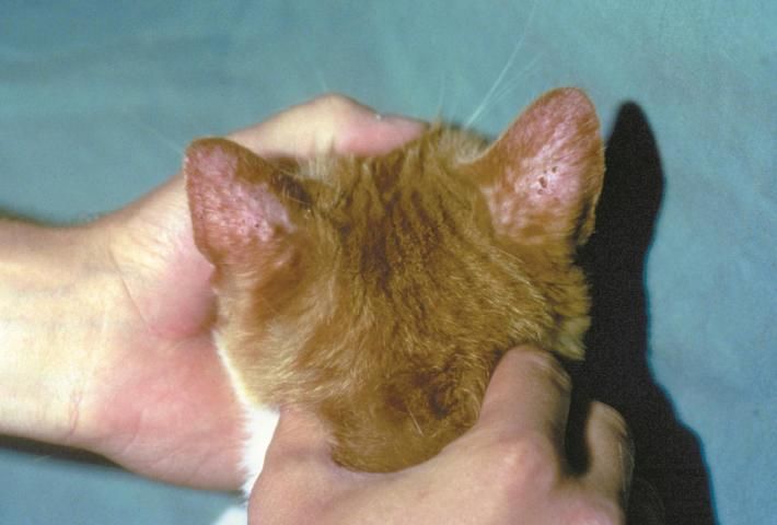 Figure 4. Notoedric mange in a kitten.