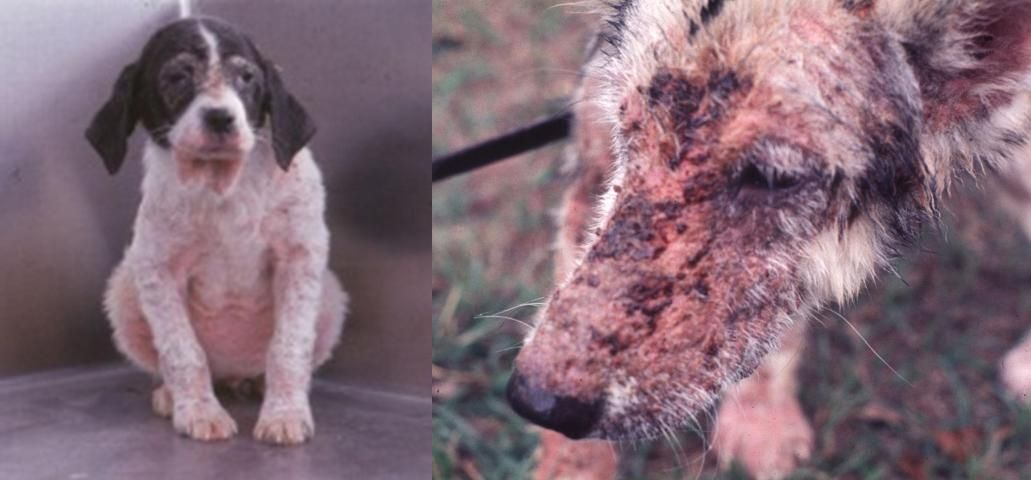 Figure 6. Canines infested with demodectic mange. (a) A young dog with generalized demodicosis, and (b) an adult dog with red mange.