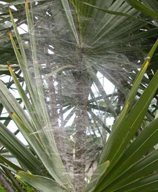 Figure 5. Colony of Cyrtophora citricola filling space between palm leaves.