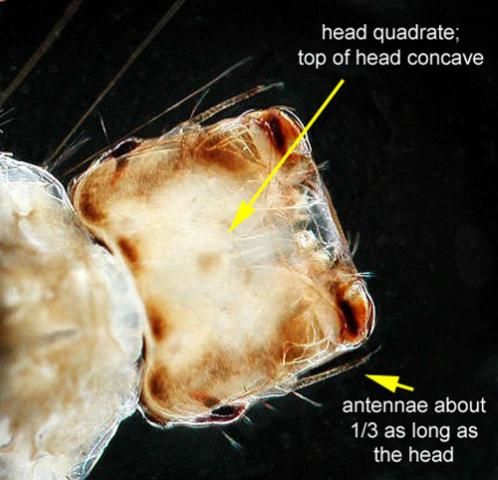 Figure 6. Close-up of the head of Psorophora ciliata with larval characteristics.