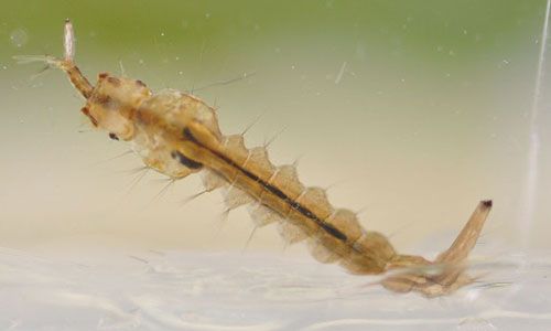 Figure 5. Psorophora ciliata eating a mosquito larva.