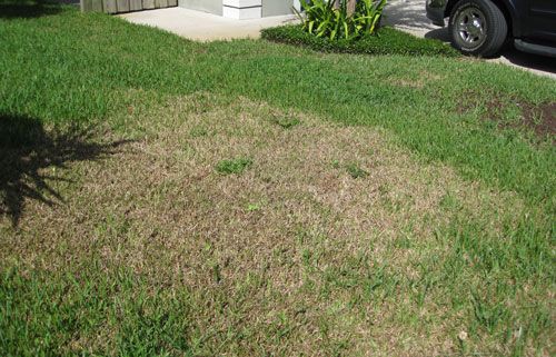 Figure 8. Tropical sod webworm damage to St. Augustinegrass lawn.