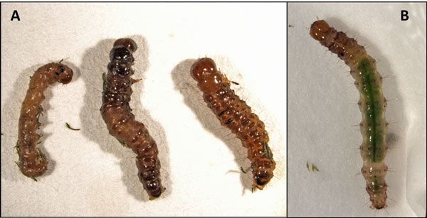 Figure 11. Tropical sod webworm larvae killed by an entomopathogenic nematode, Steinernema feltiae (A), and a healthy control larva (B).