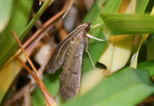 Figure 3. Adult tropical sod webworm resting in grass.