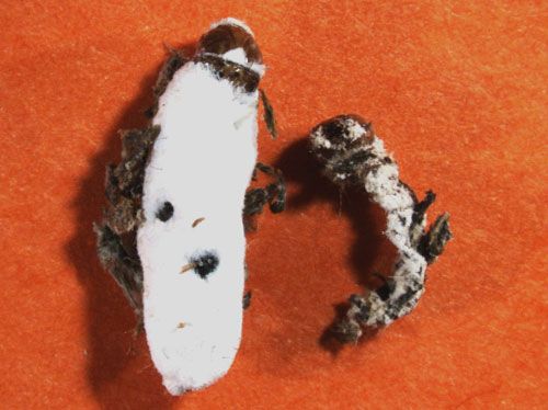 Figure 12. Tropical sod webworm larvae killed by Beauveria bassiana. The fungus is sporulating on the dead larvae.