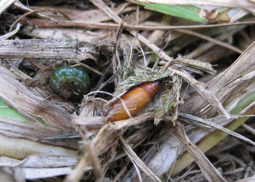 Figure 6. Pupa found in cocoon in St. Augustinegrass thatch.