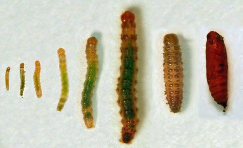 Figure 5. Tropical sod webworm larval instars, pre-pupae and pupa (L to R).
