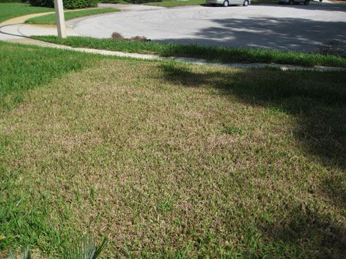 Figure 1. St. Augustinegrass residential lawn damaged by tropical sod webworm (foreground).