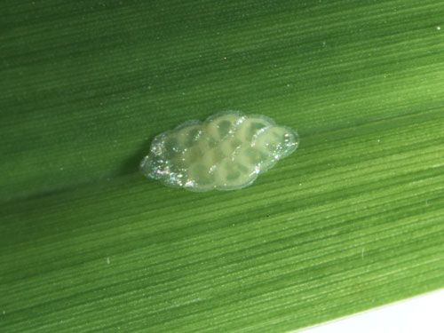 Figure 4. Tropical sod webworm egg cluster laid on grass leaf sheath.