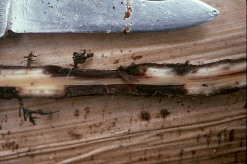 Figure 2. Banana roots infected by Radopholus similis. Note dark lesions and necrotic roots induced by the nematode feeding and tunneling.