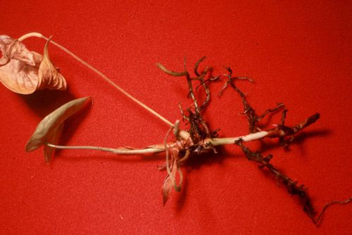 Figure 3. Radopholus similis infection of antherium, causing rotting of the root system.