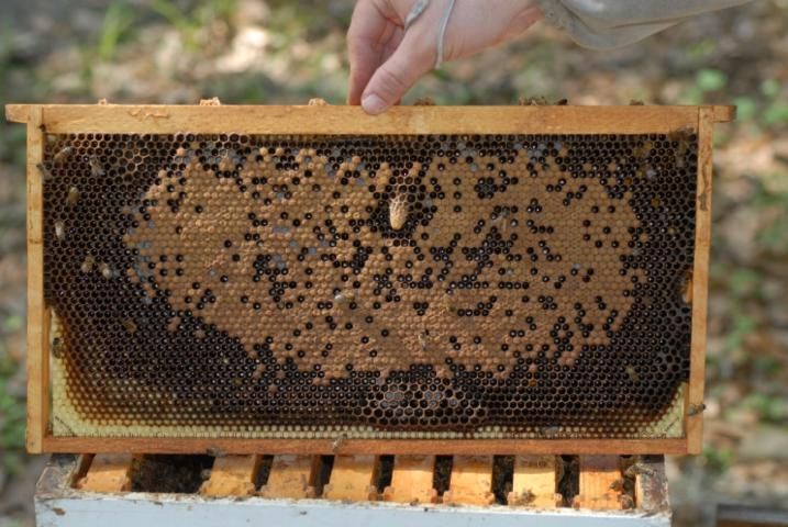 Figure 5. A queen cell within the brood pattern or on the outer edge of the brood pattern is normally, though not always, a sign of queen supersedure.