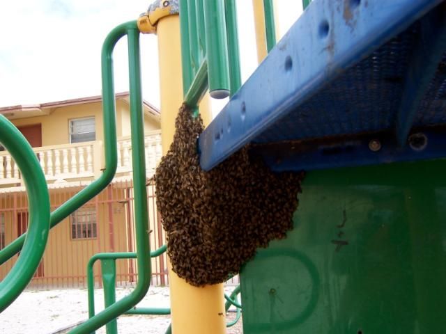 Figure 1. A swarm of bees has clustered on playground equipment.