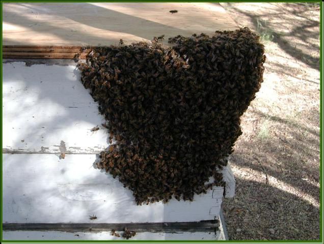 Figure 6. Usurpation of a European honey bee colony by an African honey bee swarm.