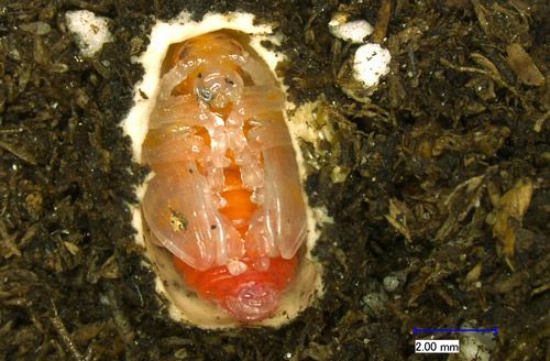 Figure 7. Lilioceris cheni pupa within a partially removed cocoon.