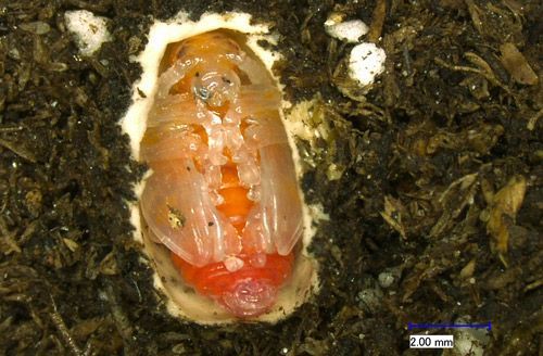 Lilioceris cheni pupa within a partially removed cocoon.