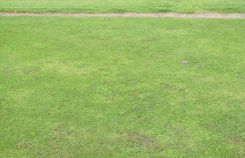 A seashore paspalum golf tee box infested with Helicotylenchus paxilli. Nematode damage results in thinning turf and proliferation of weeds.