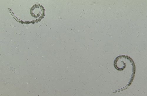 The body of Helicotylenchus spp. and other spiral nematodes curve into a spiral when the nematode is dead or relaxed. These relaxed nematodes are curled into a spiral.
