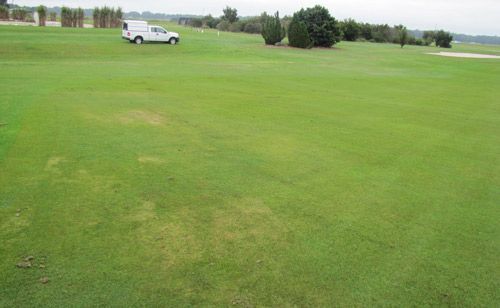 Seashore paspalum on a golf course fairway infested by Helicotylenchus paxilli. Nematode damage is visible as patches of declining turf.