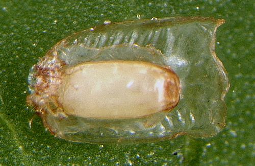 Figure 3. Egg of Gratiana boliviana.
