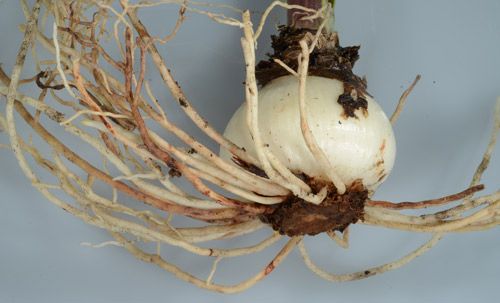 Figure 6. Amaryllis infected by lesion nematodes exhibiting characteristic reddish-brown lesions on the root system.