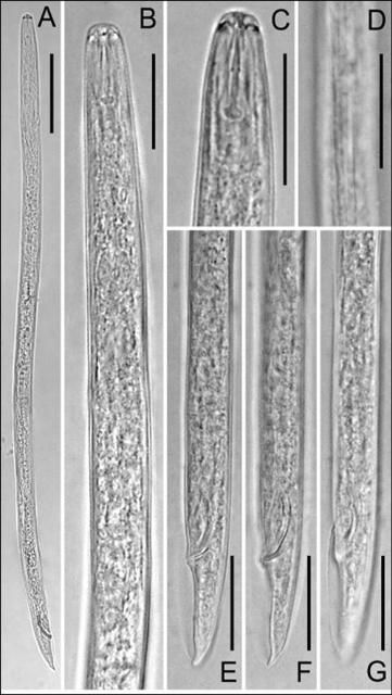 Figure 4. Light micrographs of male of Pratylenchus hippeastri. A: Entire body; B: Pharyngeal region; C: Anterior end; D: Lateral field at mid-body; E-G: Tail region at different foci. Adapted from De Luca et al., 2011.