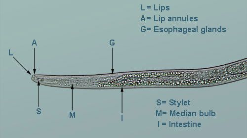 Figure 2. The head region of an amaryllis lesion nematode with flattened lips, two lip annuli, and a short, thick stylet.