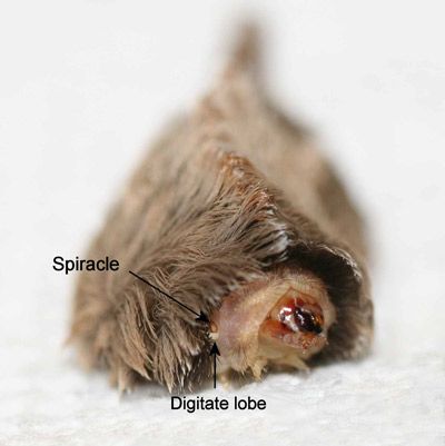 Figure 16. Puss caterpillar, Megalopyge opercularis (anterior view showing head, prothorax, prothoracic spiracle and pre-spiracular appendage).