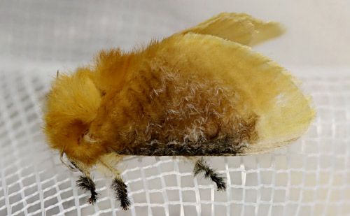 Figure 3. Female southern flannel moth, Megalopyge opercularis (lateral view).