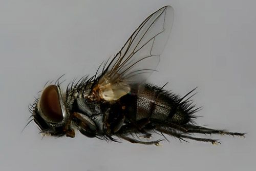 Figure 35. Adult tachinid fly (lateral view) that emerged from a Megalopyge opercularis cocoon.