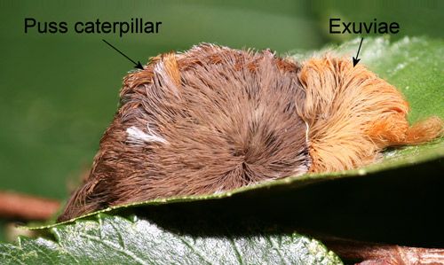 Figure 38. Megalopyge opercularis eating its exuviae.