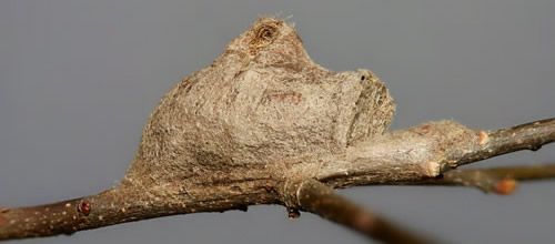 Figure 19. Southern flannel moth cocoon, Megalopyge opercularis (older weathered cocoon showing operculum and hump).