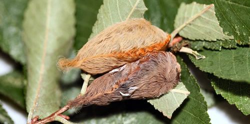 Figure 15. Puss caterpillars, Megalopyge opercularis (next to last [top] and last instars).