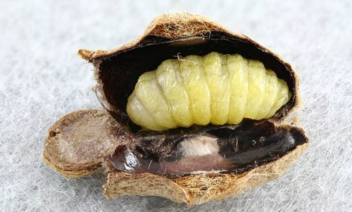 Figure 36. Megalopyge opercularis cocoon with ichneumonid larva—probably Lanugo retentor.