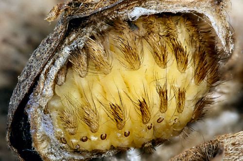 Figure 31. Puss caterpillar, Megalopyge opercularis (pre-pupa showing venomous spines).