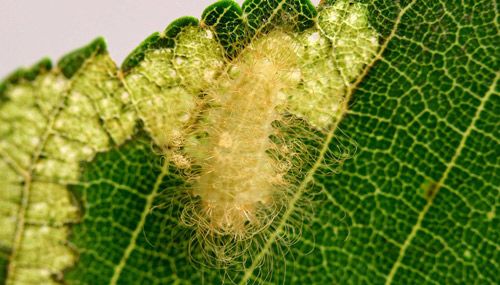 Figure 9. Puss caterpillar, Megalopyge opercularis (early instar).
