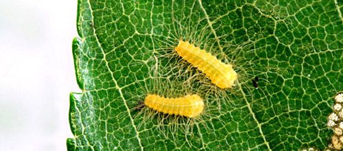 Figure 8. Puss caterpillars, Megalopyge opercularis (first instars).