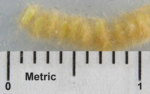 Figure 7. Eggs of the southern flannel moth, Megalopyge opercularis.