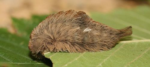 Figure 13. Puss caterpillar, Megalopyge opercularis (last instar).