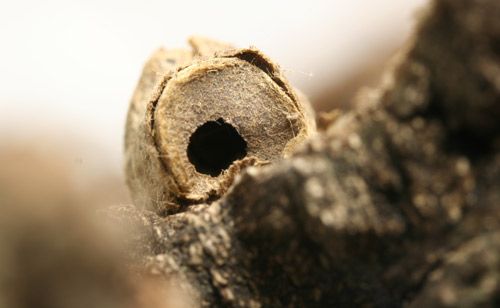 Figure 37. Megalopyge opercularis cocoon with exit hole in operculum probably made by the ichneumonid Lanugo retentor.