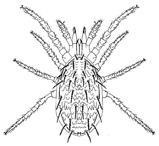 Figure 14. Un ácaro Phytoseiido adulto.
