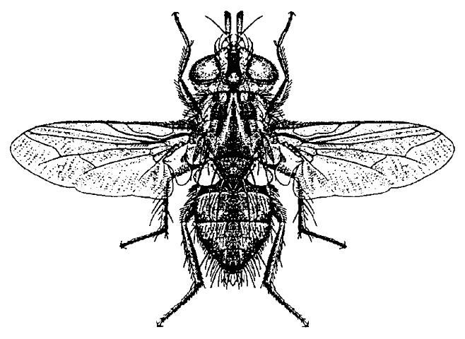 Figure 13. Adulto de una mosca parasítica.