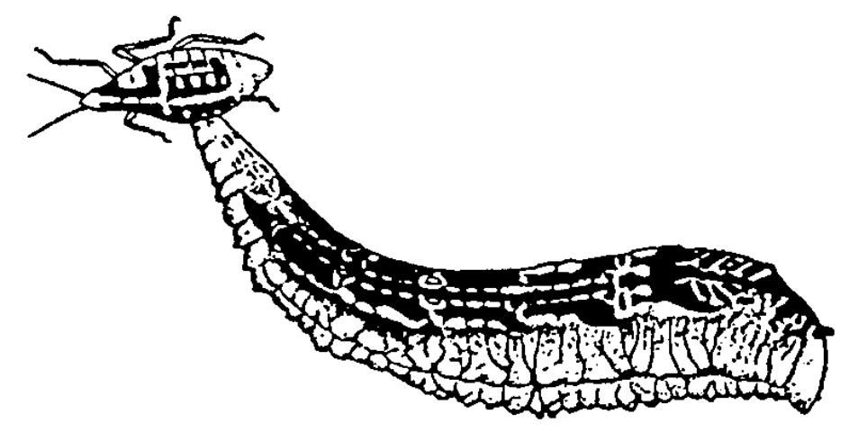 Figure 4. Una larva de sírfido alimentándose de un áfido.