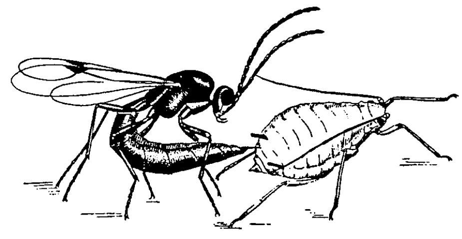 Figure 10. Una avispa parasítica depositando su huevecillo dentro de un áfido.