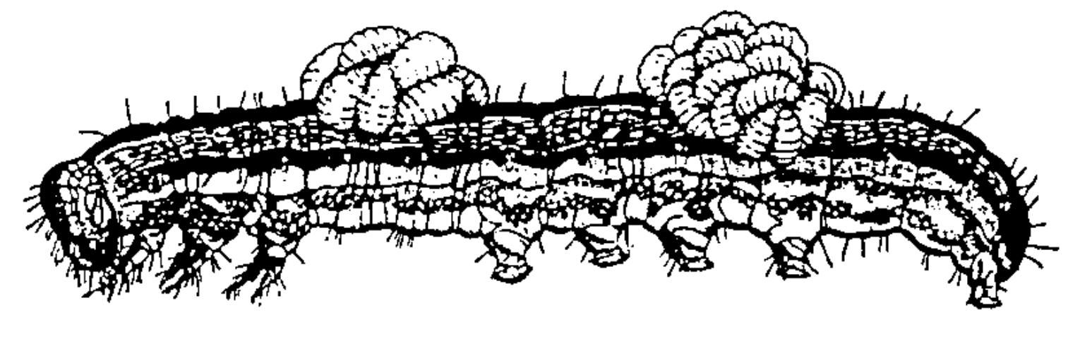 Figure 12. Grupos de larvas de avispa parasítica desarrollándose externamente sobre una oruga.
