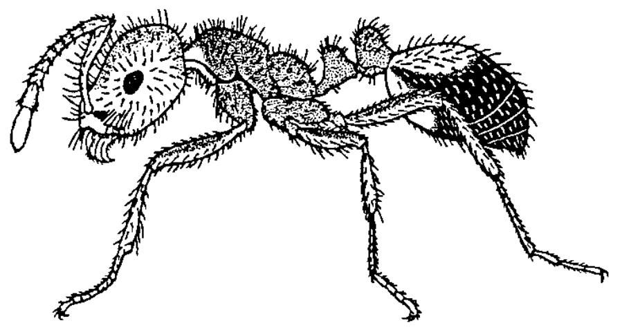Figure 9. Hormiga colorada importada, una especie de hormiga depredadora común.