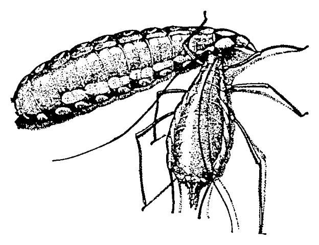 Figure 5. Estadío de larva de unmosco depredador cecidomíido del género Aphidoletes, alimentándose de un áfido.