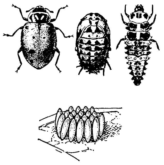 Figure 1. Estadíos de la mariquita común: adulto, pupa y larva (arriba), un conjunto de huevecillos (abajo).