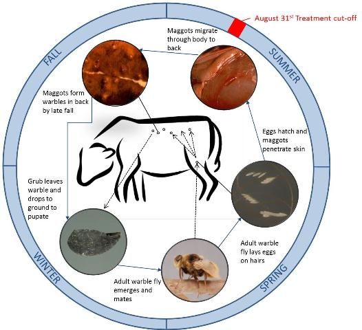 Cattle grub life cycle.