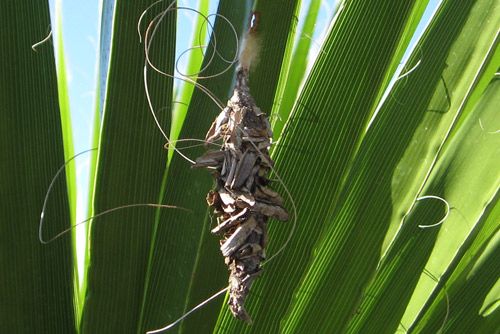 Figure 10. Bagworm pupae on Mexican fan palm.
